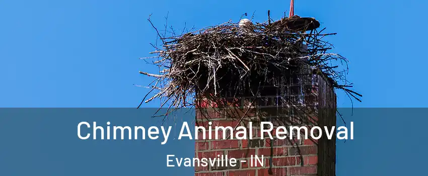  Chimney Animal Removal Evansville - IN