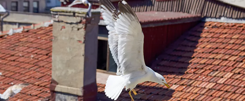 Residential Chimney Animal Removal Solution in Evansville, IN